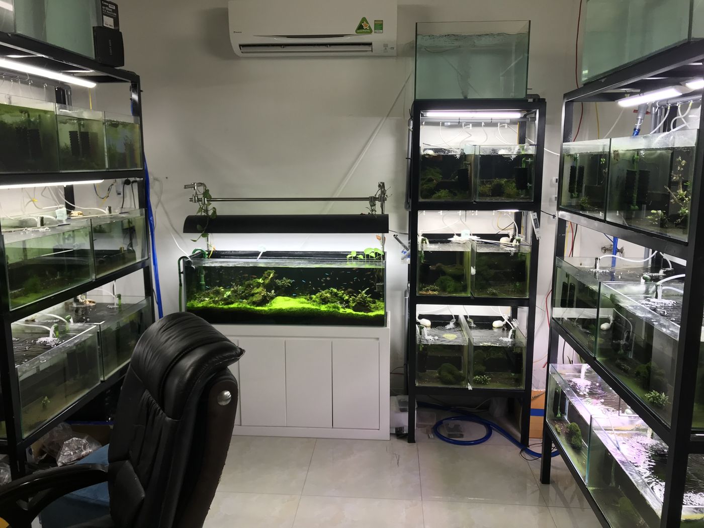 Early 2017 Vietnam bedroom shrimp racks filling out around aquascape display