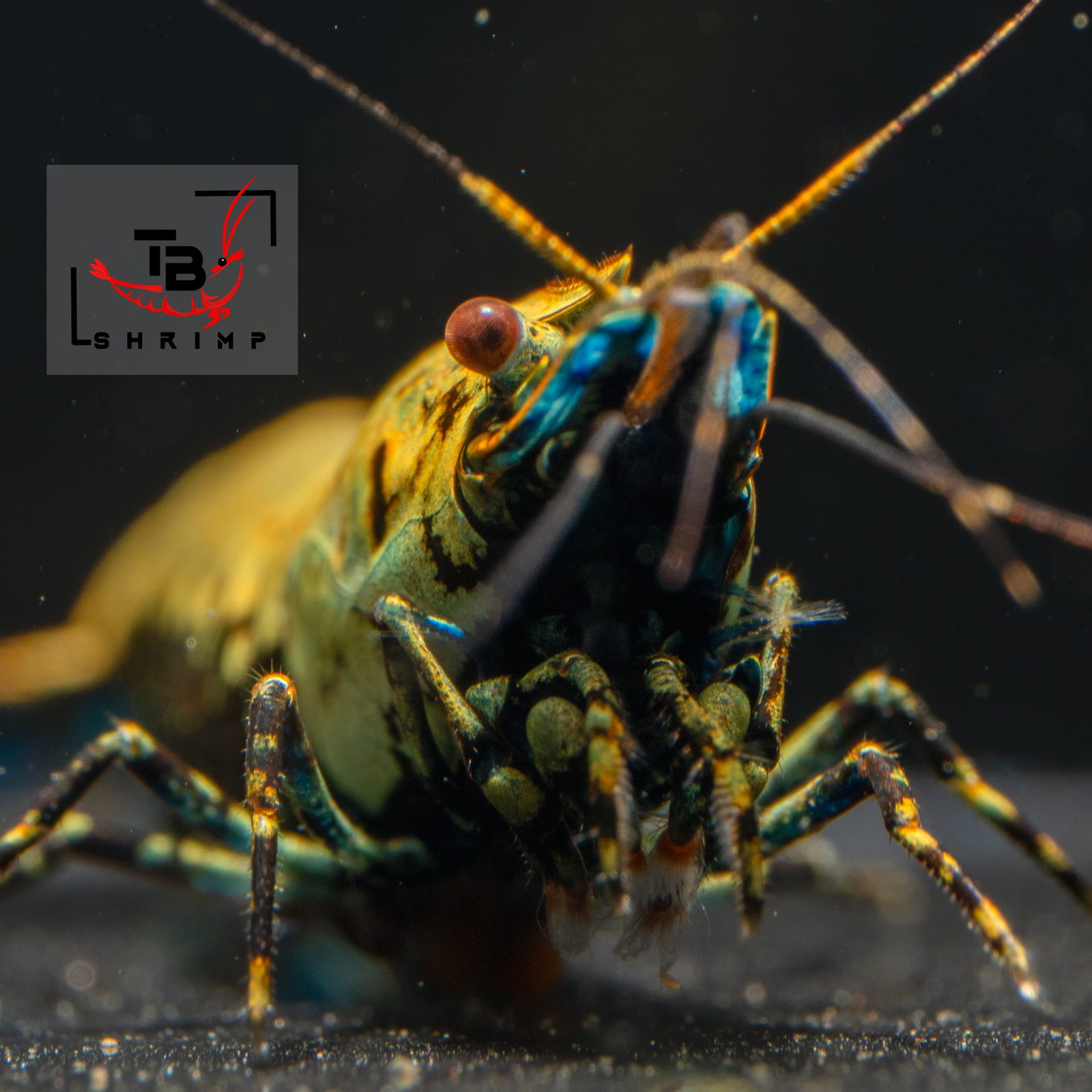 My Caridina macro — TB Shrimp
